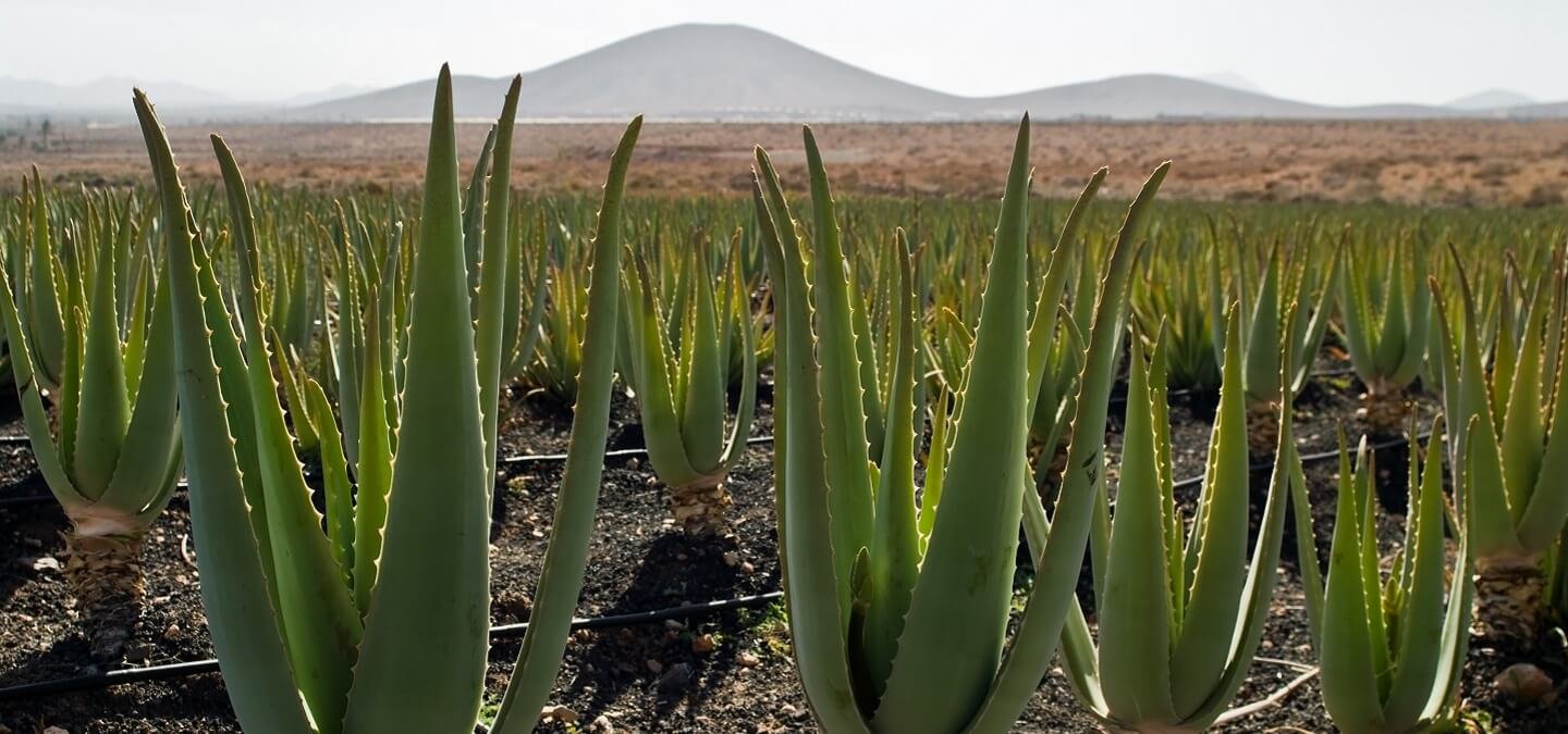 Aloe Vera farming